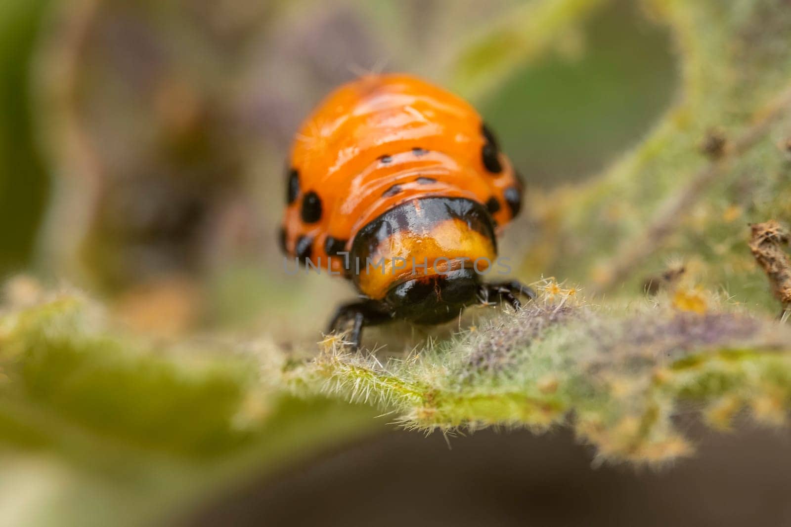 young Colorado potato beetle eats sprouts and potatoes close-up