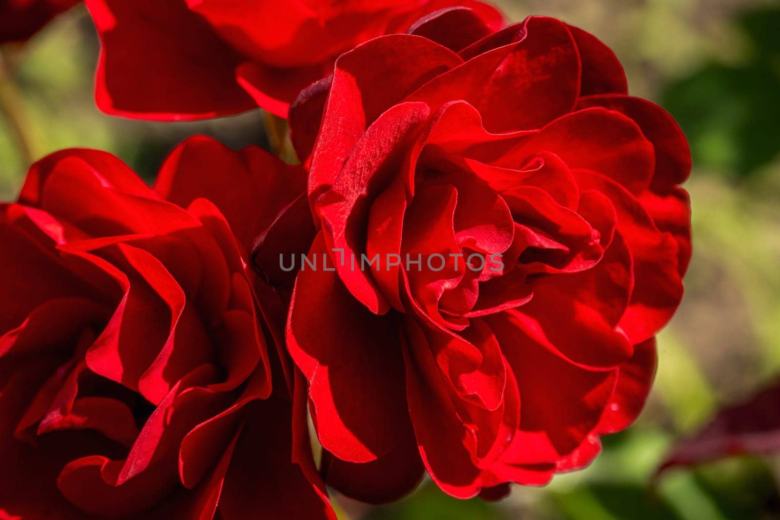 flower red pink close-up in natural light