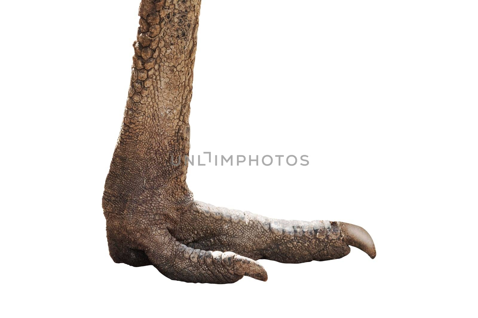 leg of a large primitive bird, paleontology