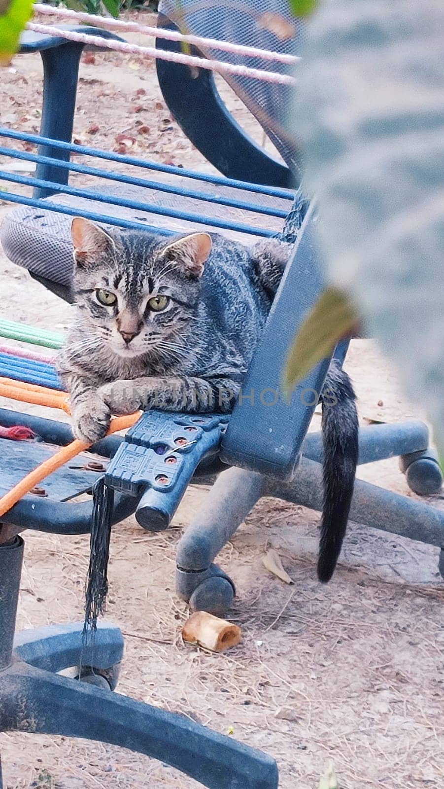 gray cat lying on a bench, pets, animal. High quality photo