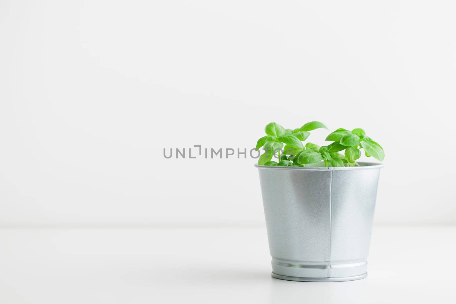 Fresh green basil bush in a metal vintage bucket on a white background, sunny day, organic food banner