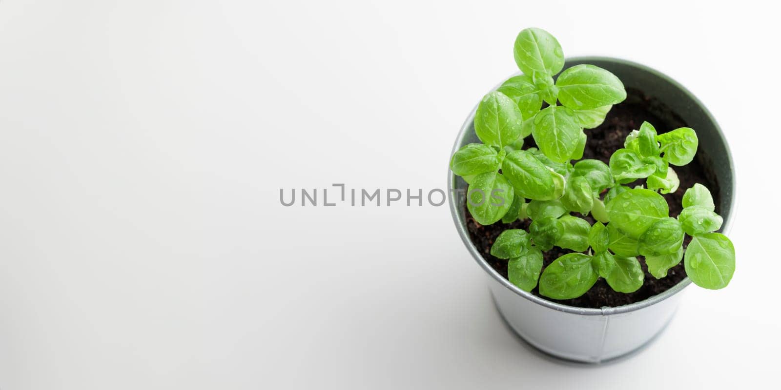 Fresh green basil bush in a metal vintage bucket on a white background, sunny day, organic food banner
