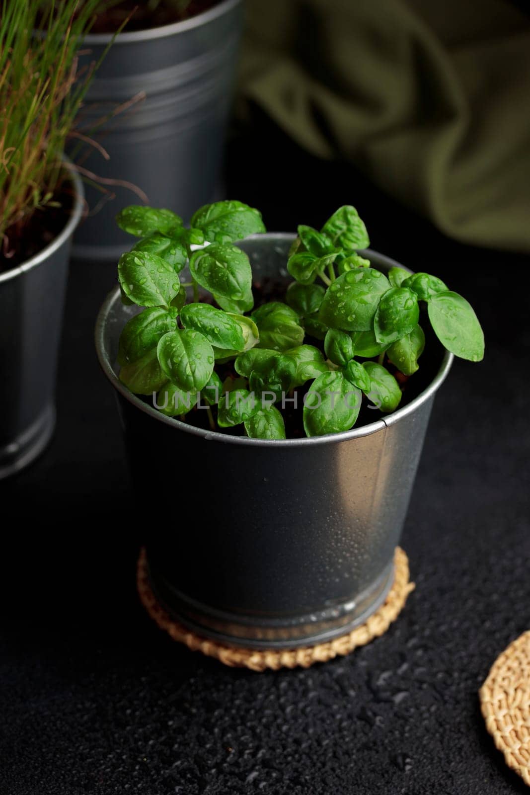 Fresh basil in pot on dark background, natural green culinary herb growing indoors, tasty homegrown plant closeup, healthy eating. Top view