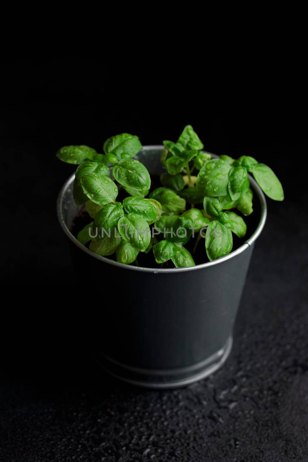 Fresh basil in pot on dark background, natural green culinary herb growing indoors, tasty homegrown plant closeup, healthy eating. Top view