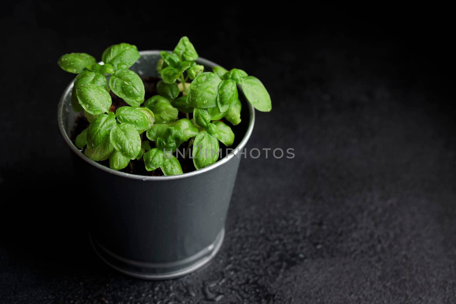 Fresh basil in pot on dark background, natural green culinary herb growing indoors, tasty homegrown plant closeup, healthy eating. Top view