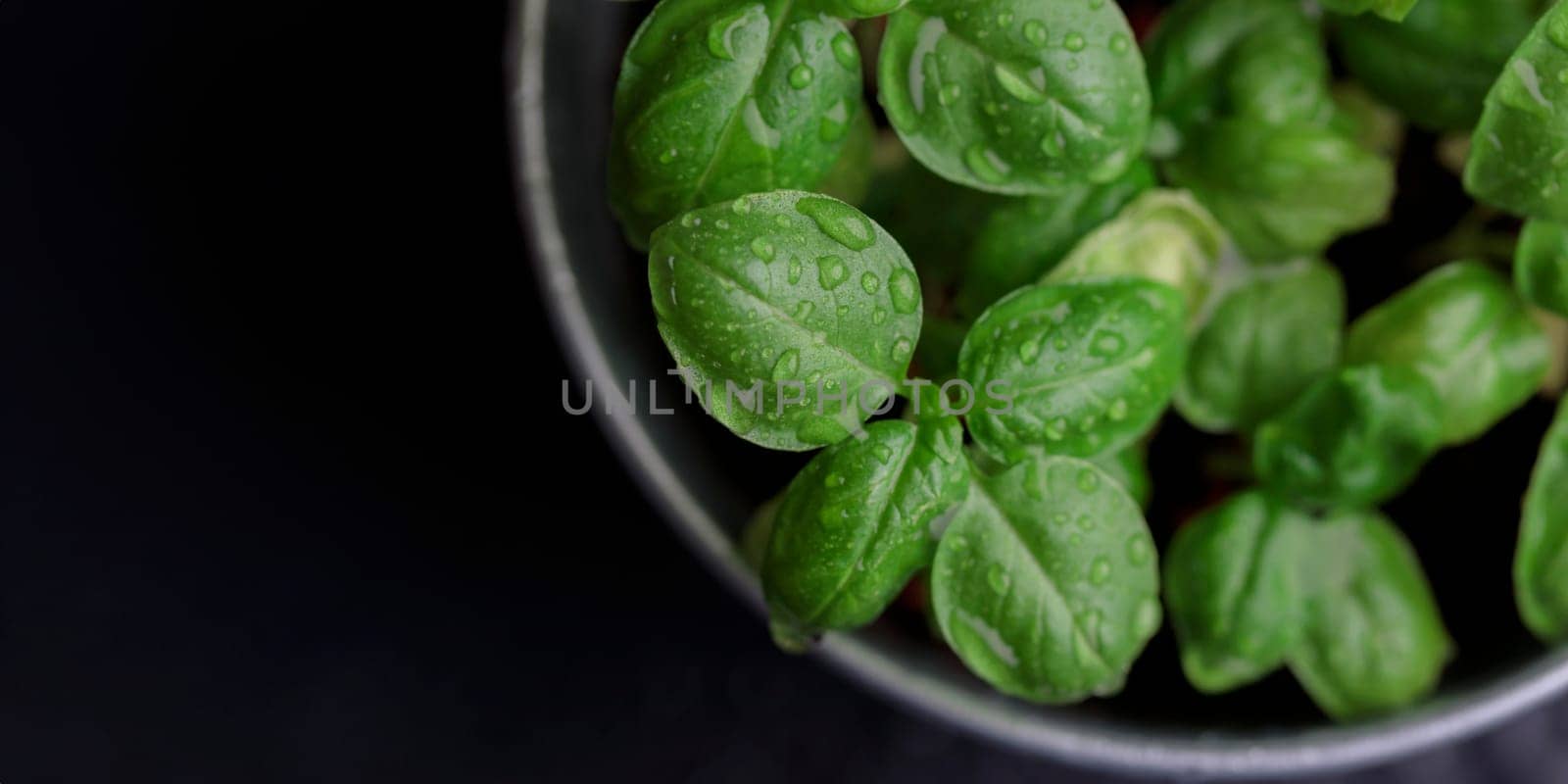Fresh basil in pot on dark background, natural green culinary herb growing indoors, tasty homegrown plant closeup, healthy eating. Top view