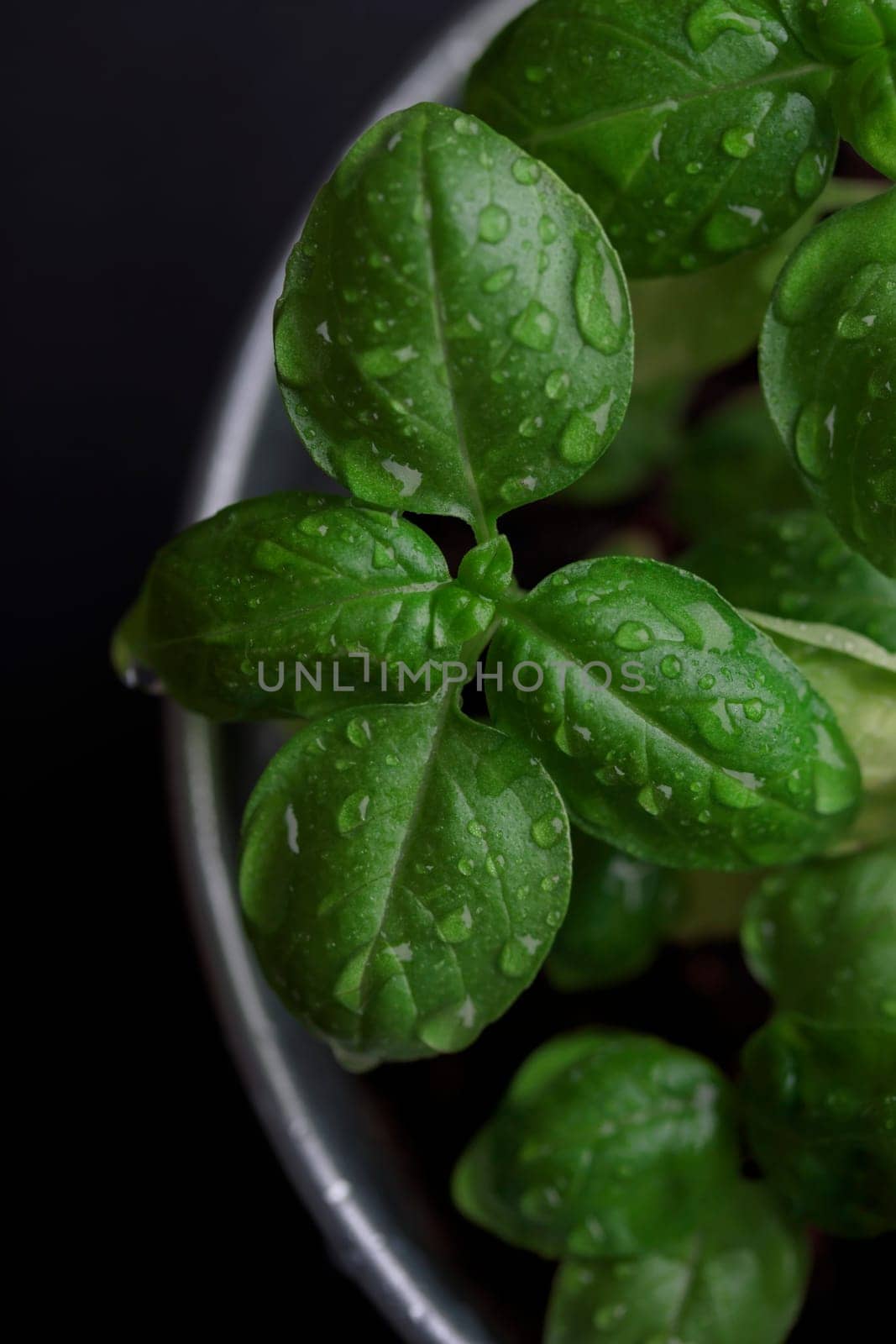 Fresh basil in pot on dark background, natural green culinary herb growing indoors, tasty homegrown plant closeup, healthy eating. Top view