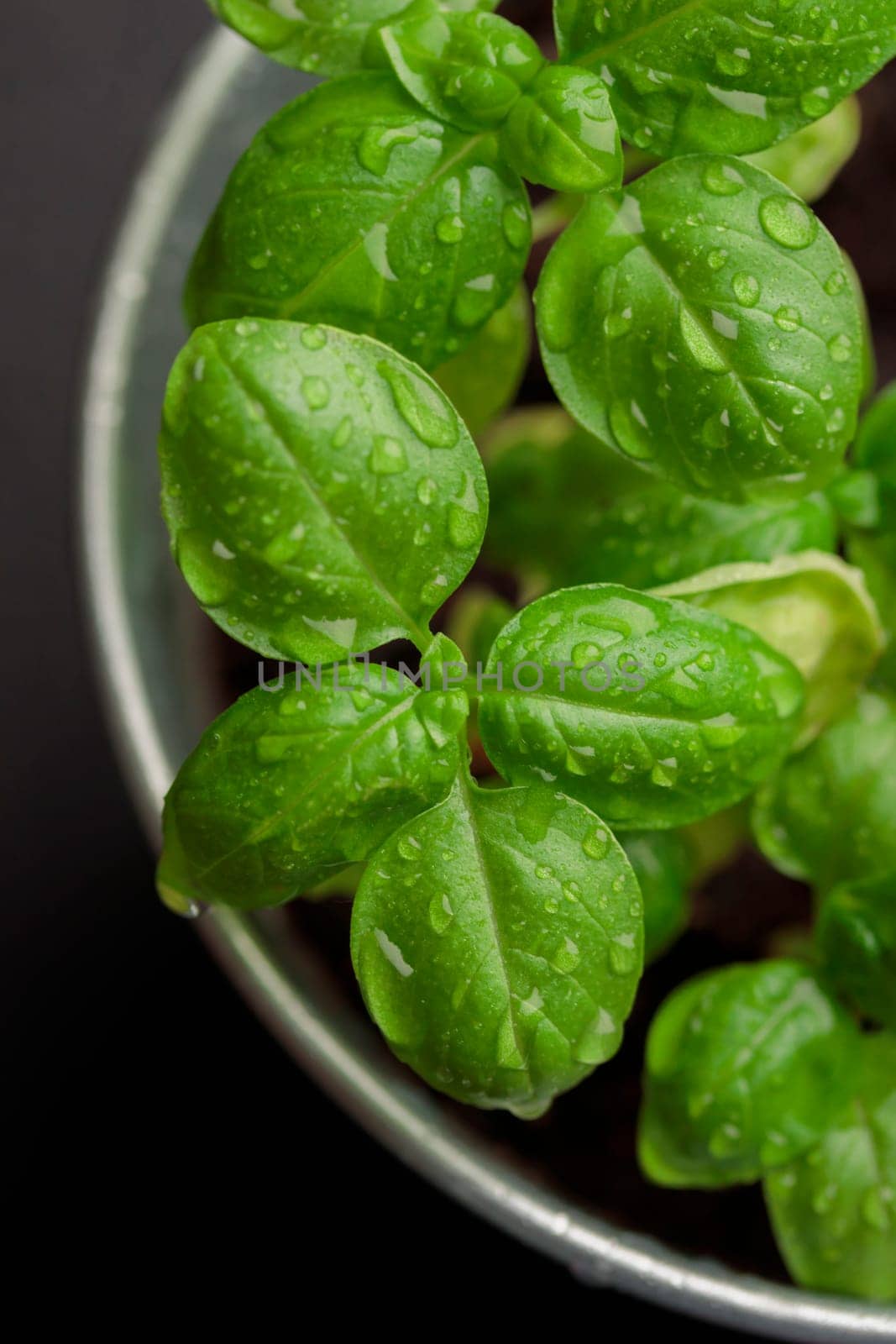 Fresh basil in pot on dark background, natural green culinary herb growing indoors, tasty homegrown plant closeup, healthy eating. Top view