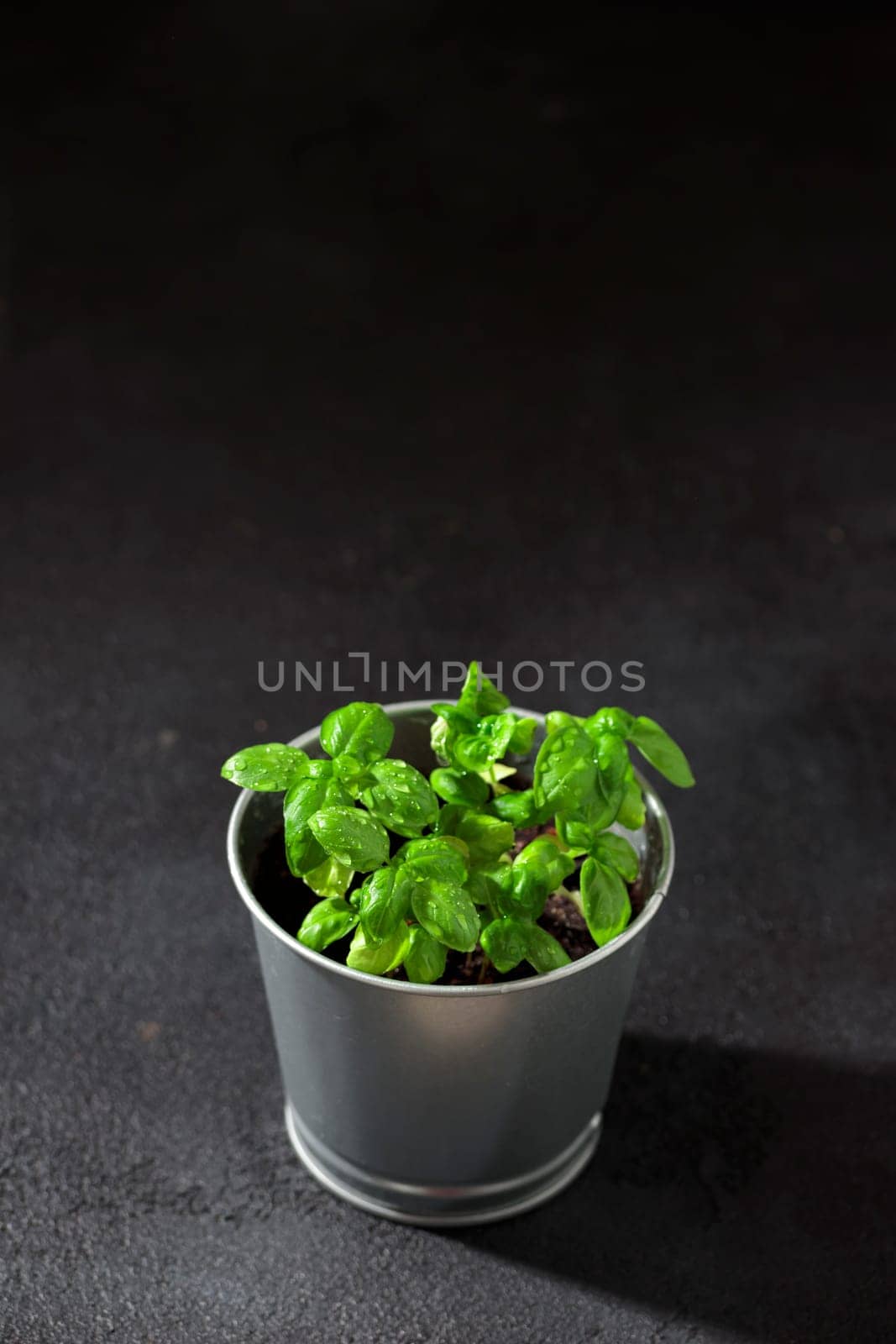 Fresh basil in pot on dark background, natural green culinary herb growing indoors, tasty homegrown plant closeup, healthy eating. Top view
