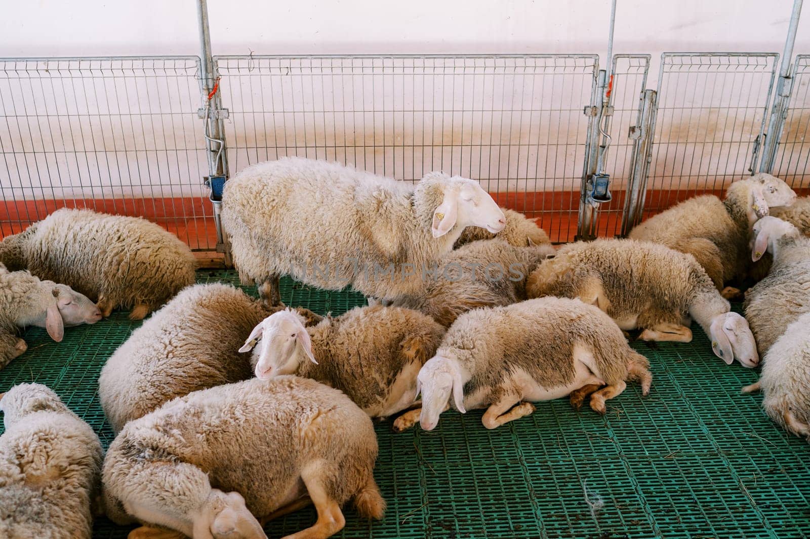 Flock of fluffy white sheep sleeps on a green slatted floor in a paddock on a farm. High quality photo
