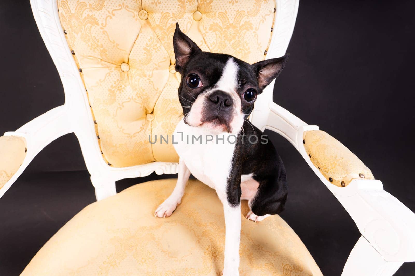 Boston Terrier puppy sitting on retro arm chair in studio by Zelenin