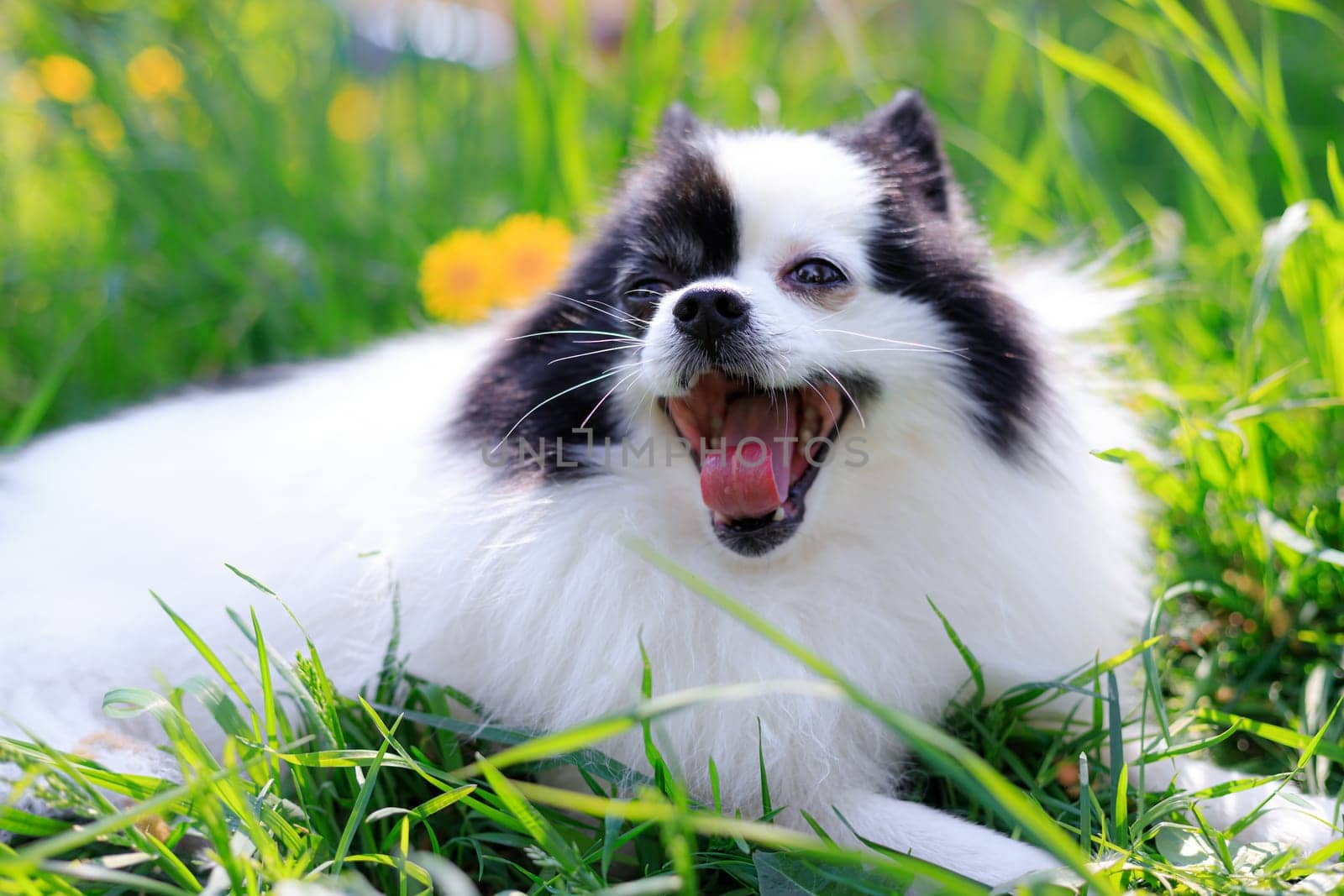 A smiling Pomeranian dog in the grass . Black and white pomeranian . A pet on a walk. Photo for the cover . Photo of an animal for printed products . Green grass in the park