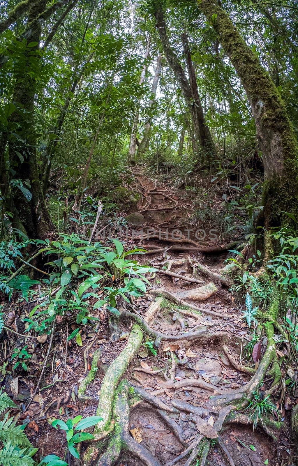 An untamed jungle path, lined with intricate tree roots and lush green vegetation.