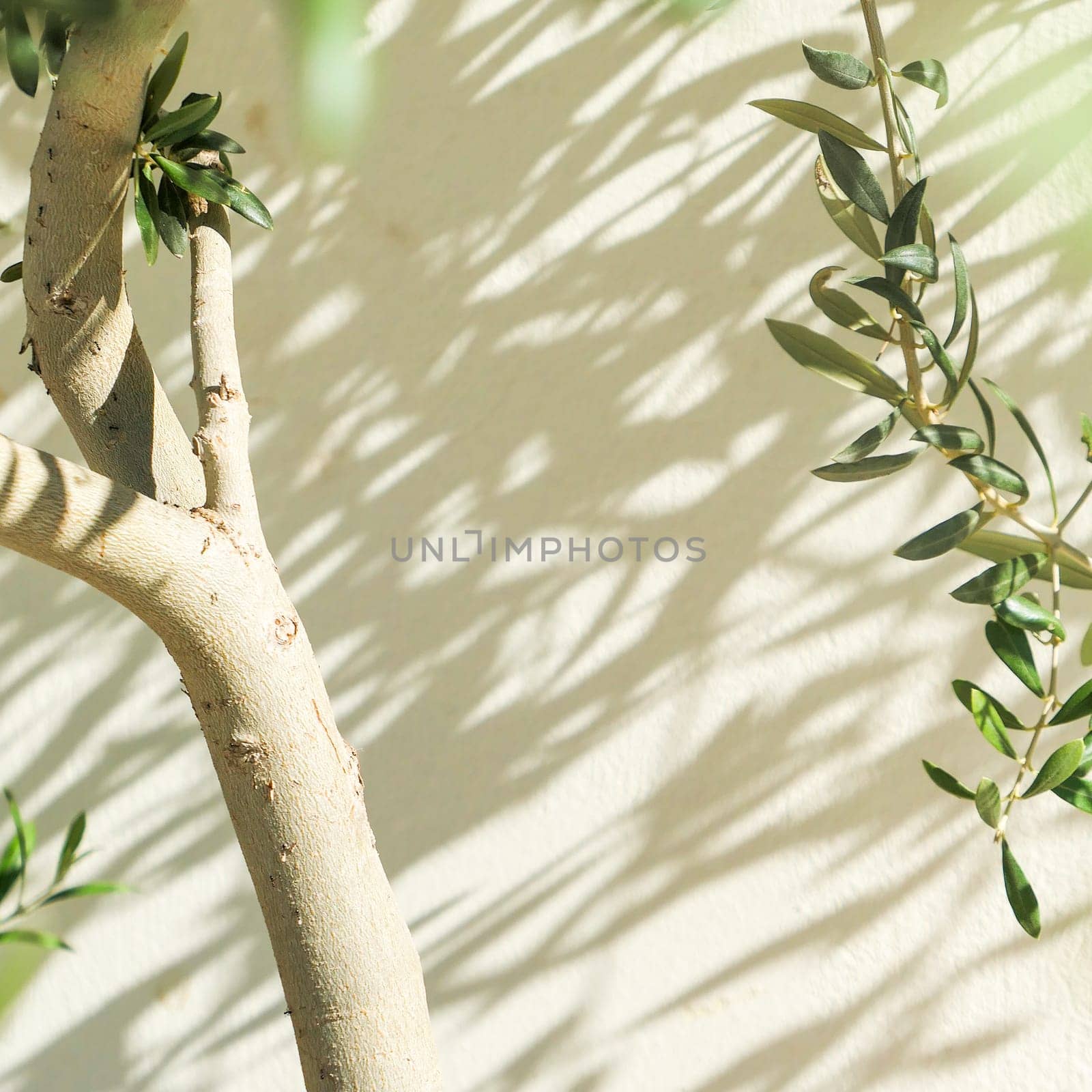 Olive tree and sunshine - gardening, nature background and environmental concept. The beauty of a green garden