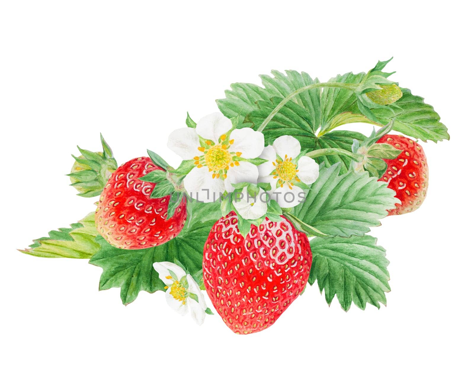 Red strawberry with white flowers bush handdrawn watercolor illustration. Food art, fresh botanical realistic painting. Summer sweet berry clipart for restaurant, cafe menu, farm goods, vegan products by florainlove_art