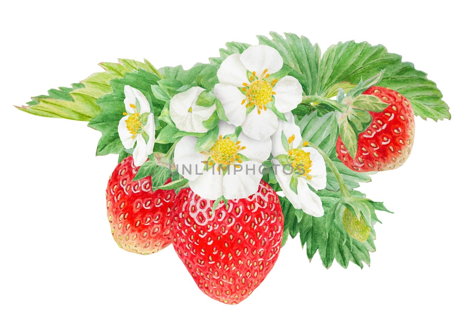 Red strawberry with white flowers bush handdrawn watercolor illustration. Food art, fresh botanical realistic painting. Summer sweet berry clipart for restaurant, cafe menu, farm goods, vegan products by florainlove_art