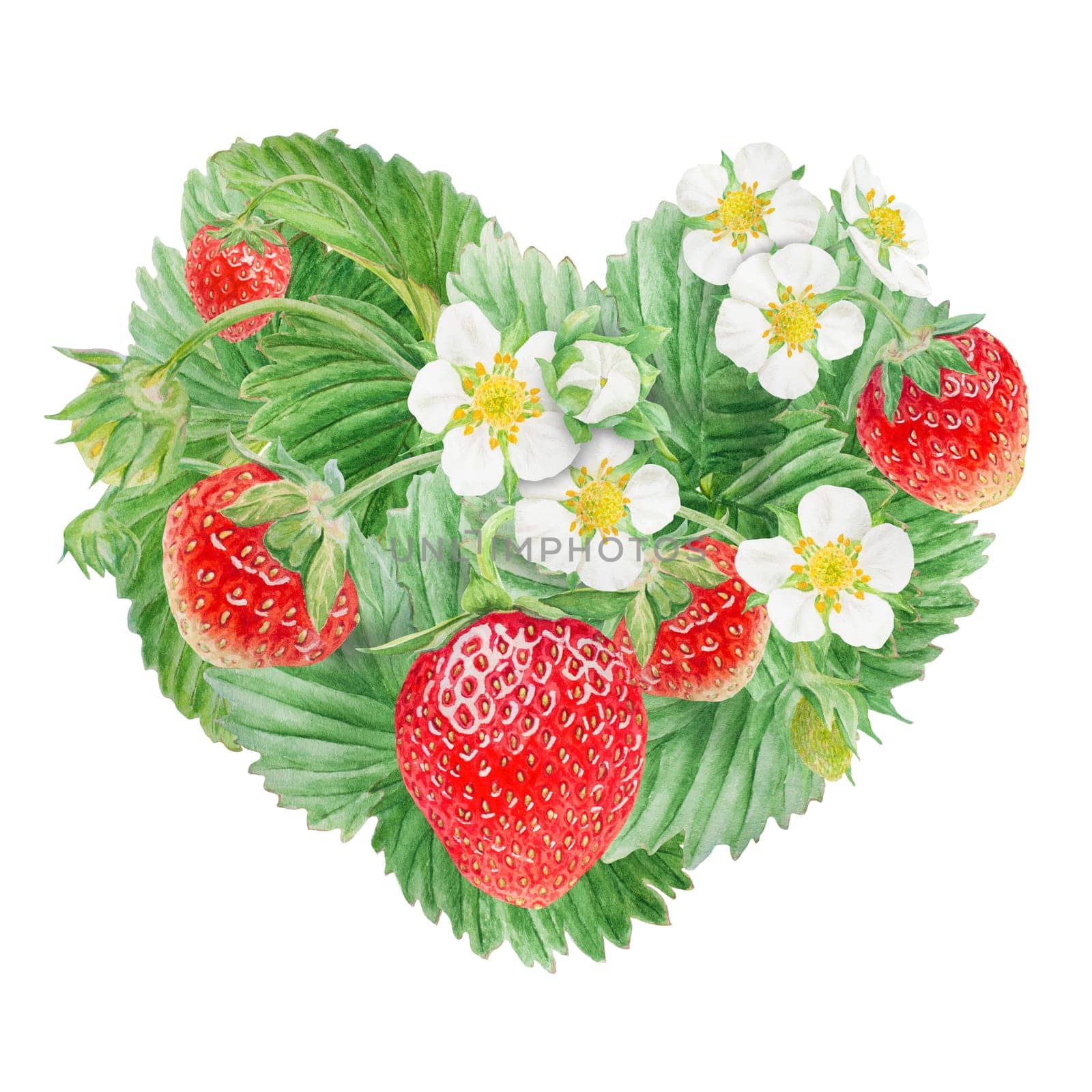 Red strawberry with white flowers heart bush hand drawn watercolor illustration. Food art, fresh botanical realistic painting. Summer berry clipart for restaurant, cafe menu, farm goods, vegan product by florainlove_art