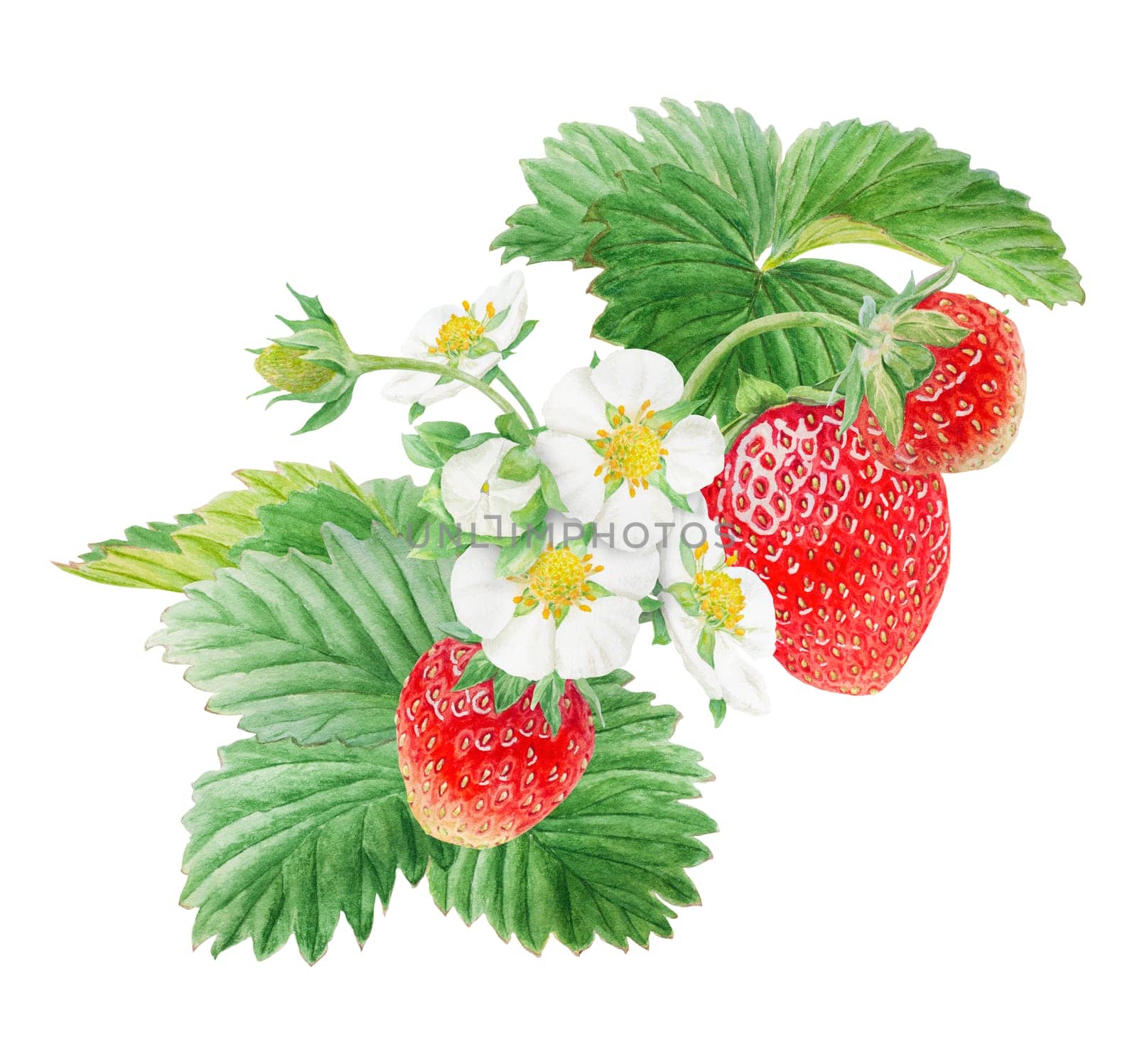 Red strawberry with white flowers bush handdrawn watercolor illustration. Food art, fresh botanical realistic painting. Summer sweet berry clipart for restaurant, cafe menu, farm goods, vegan products by florainlove_art