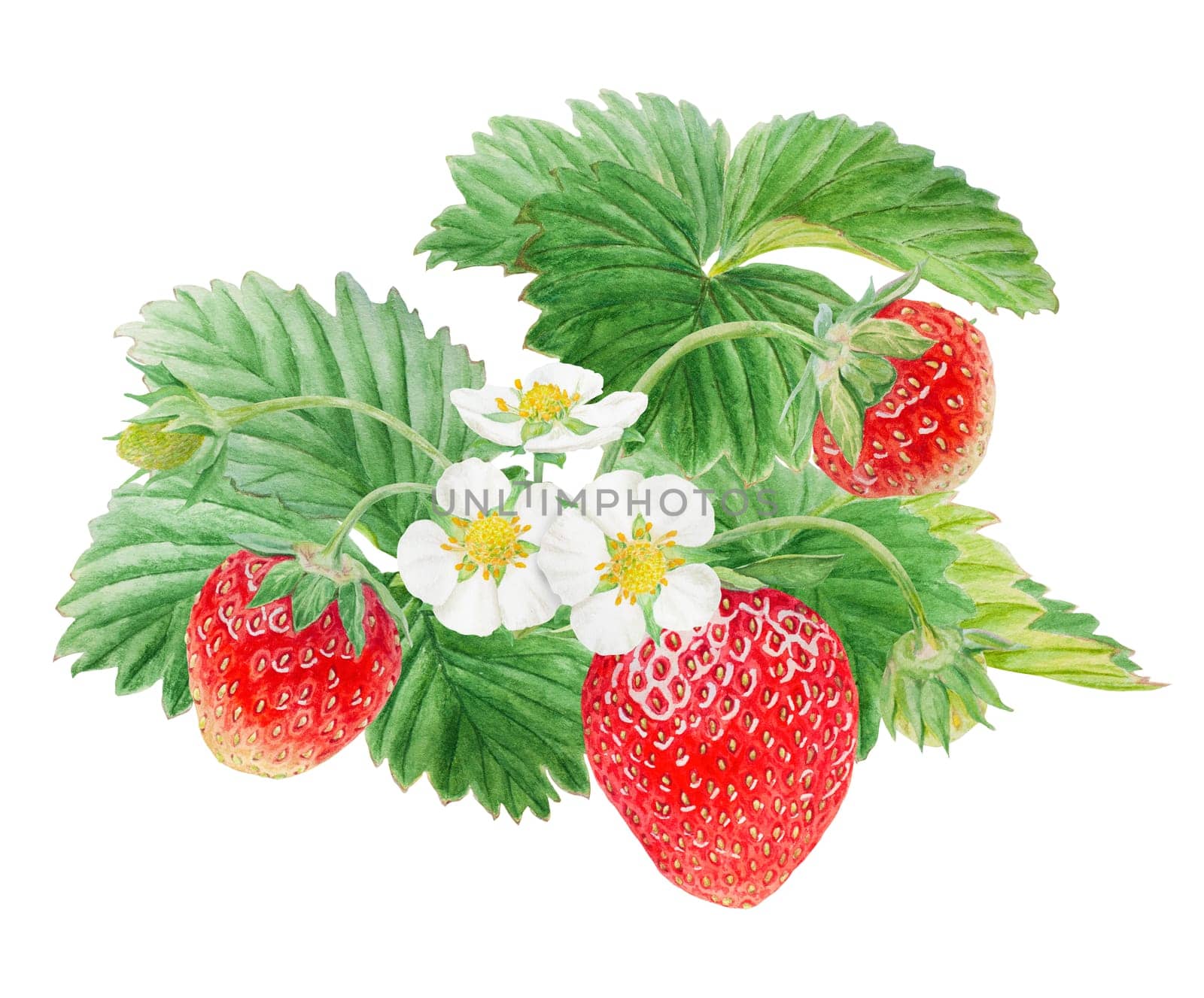 Red strawberry with white flowers bush handdrawn watercolor illustration. Food art, fresh botanical realistic painting. Summer sweet berry clipart for restaurant, cafe menu, farm goods, vegan products by florainlove_art