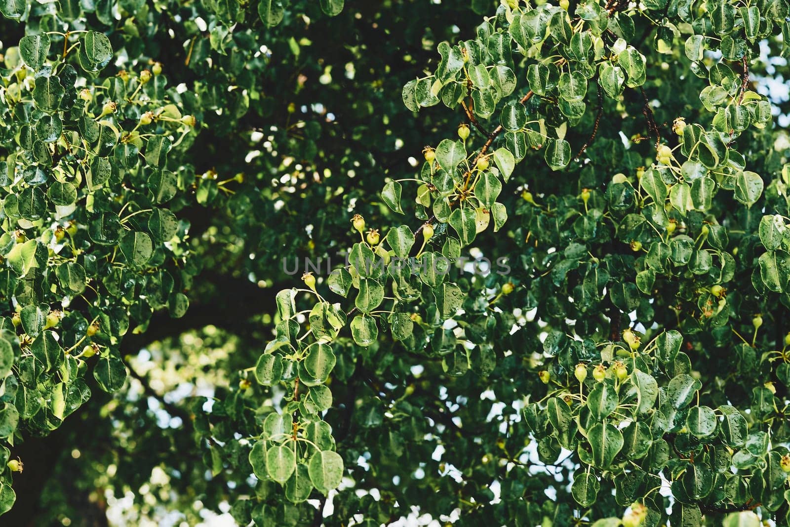 Ripe juicy pears on green branches in garden by jovani68