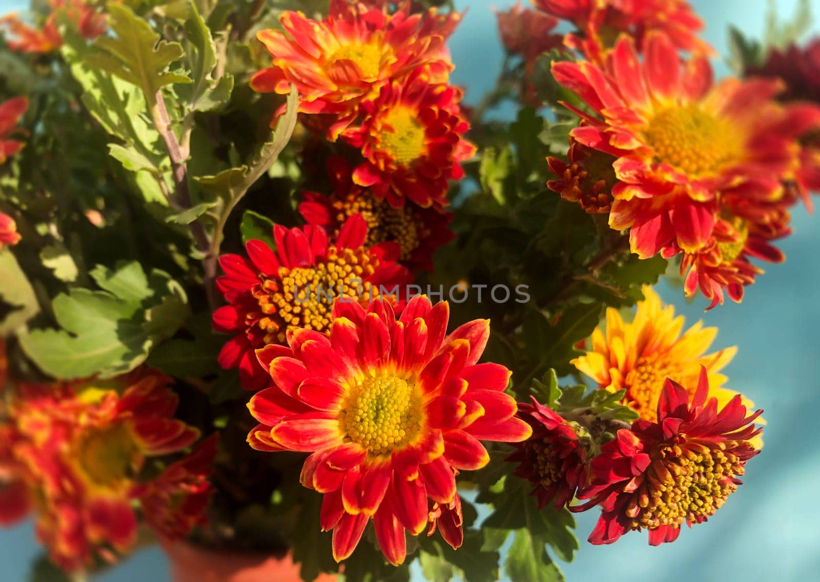 Romantic bouquet of autumn flowers and rustic garden plants.  by palinchak