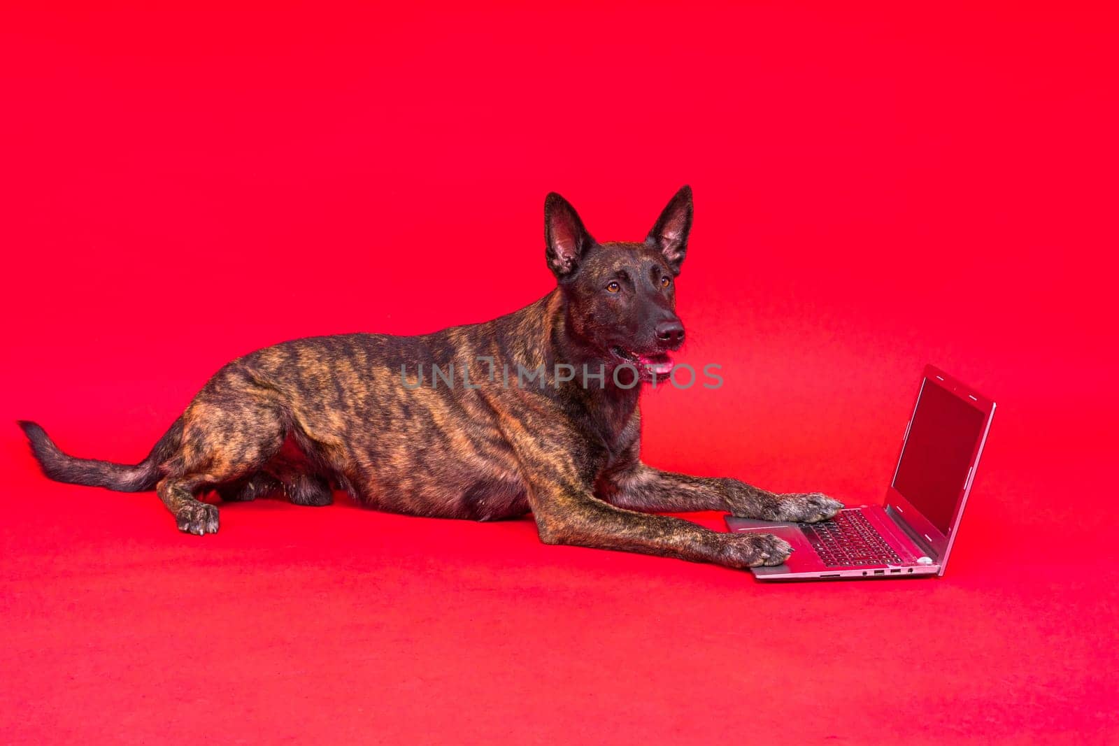 A dog looking at the laptop on red yellow background. Pet health concept.