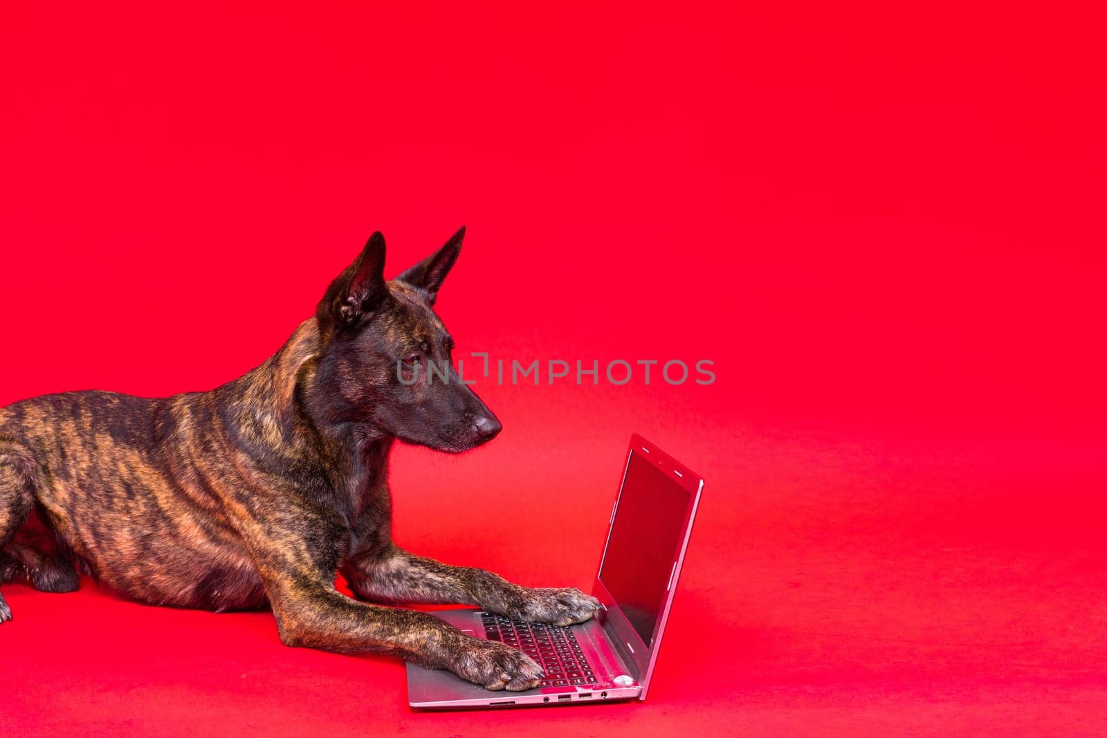 A dog looking at the laptop on red yellow background. Pet health concept.