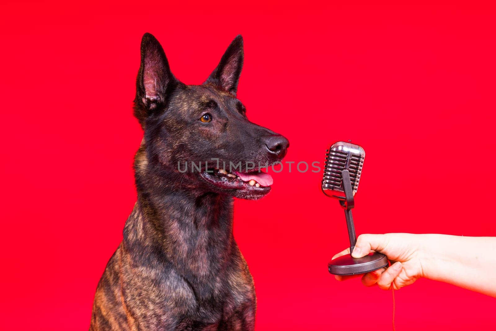 Dutch shepherd dog in front of a microphone, studio shot