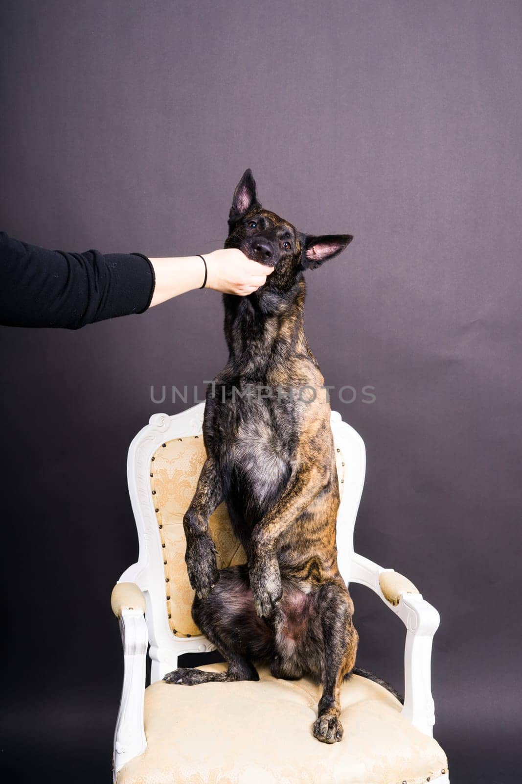 Brown dog shepherd executes command on a dark red yellow background
