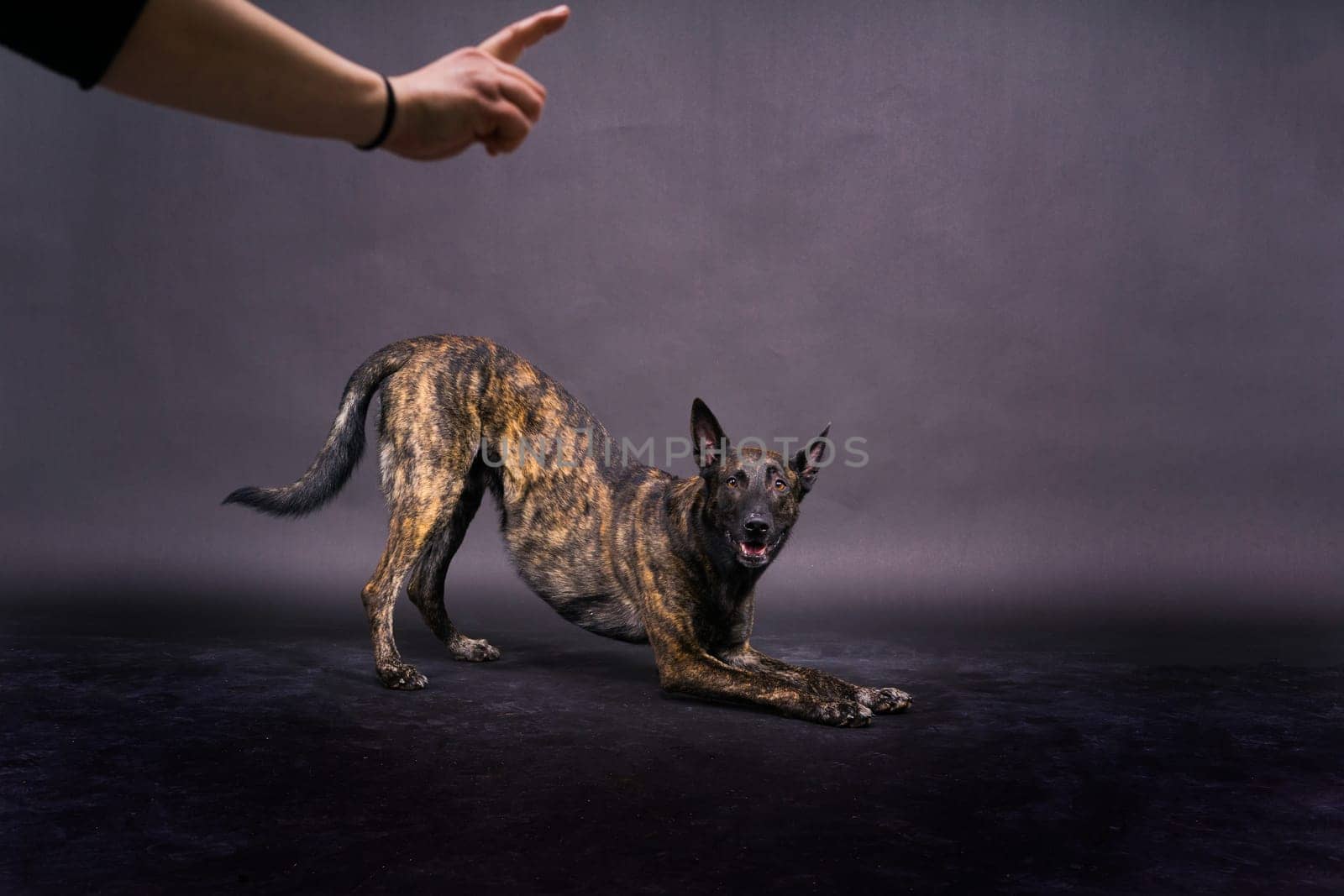 Brown dog shepherd executes command on a dark red yellow background