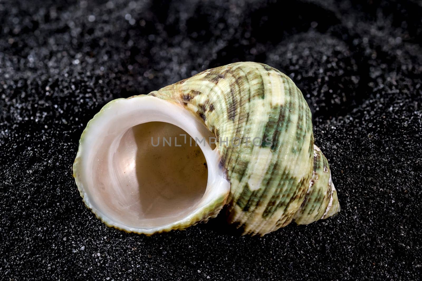 Turbinidae lunella undulata seashell on a black sand background close-up