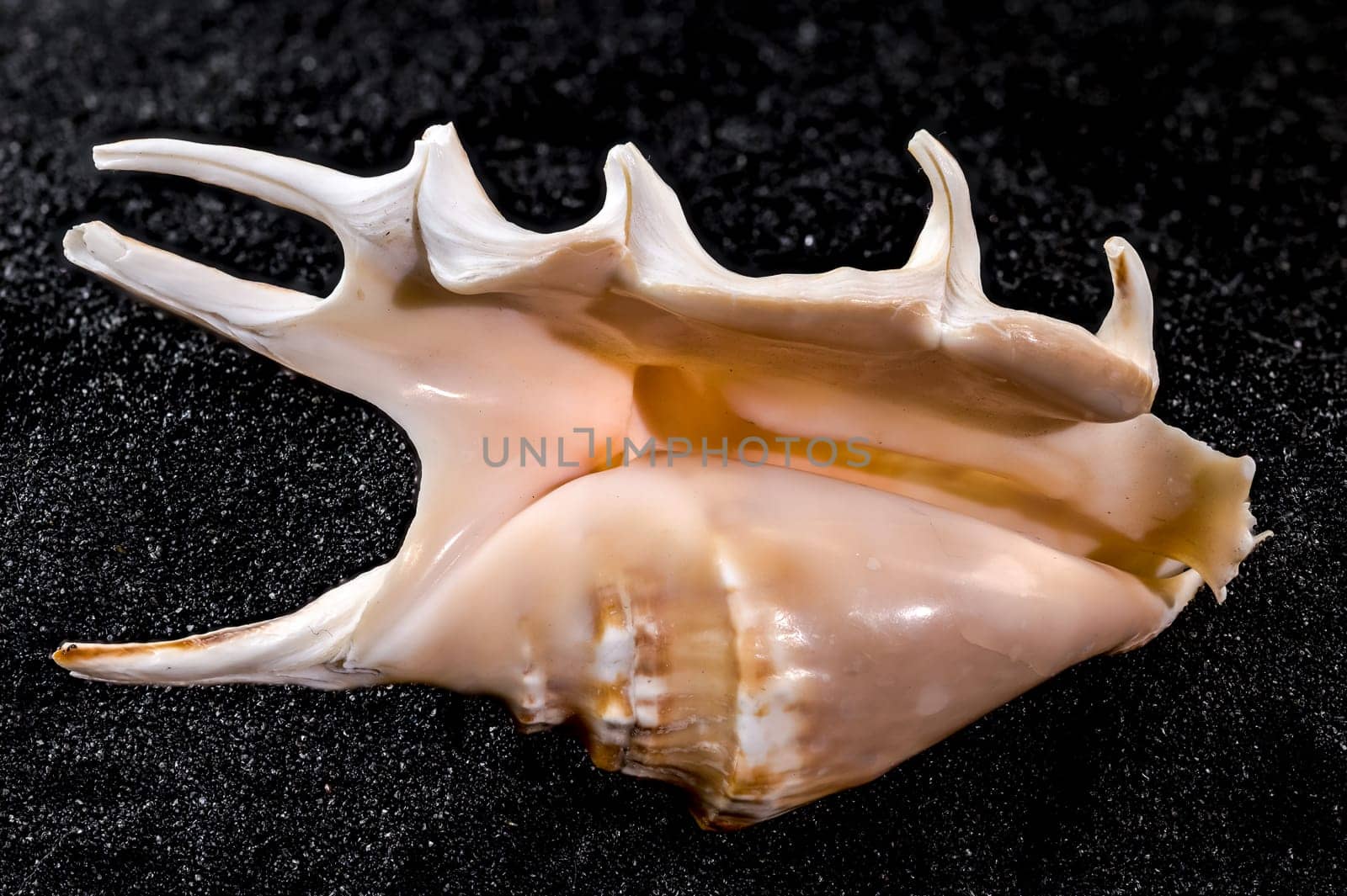 Close-up of Scorpion conch seashell on a black sand background