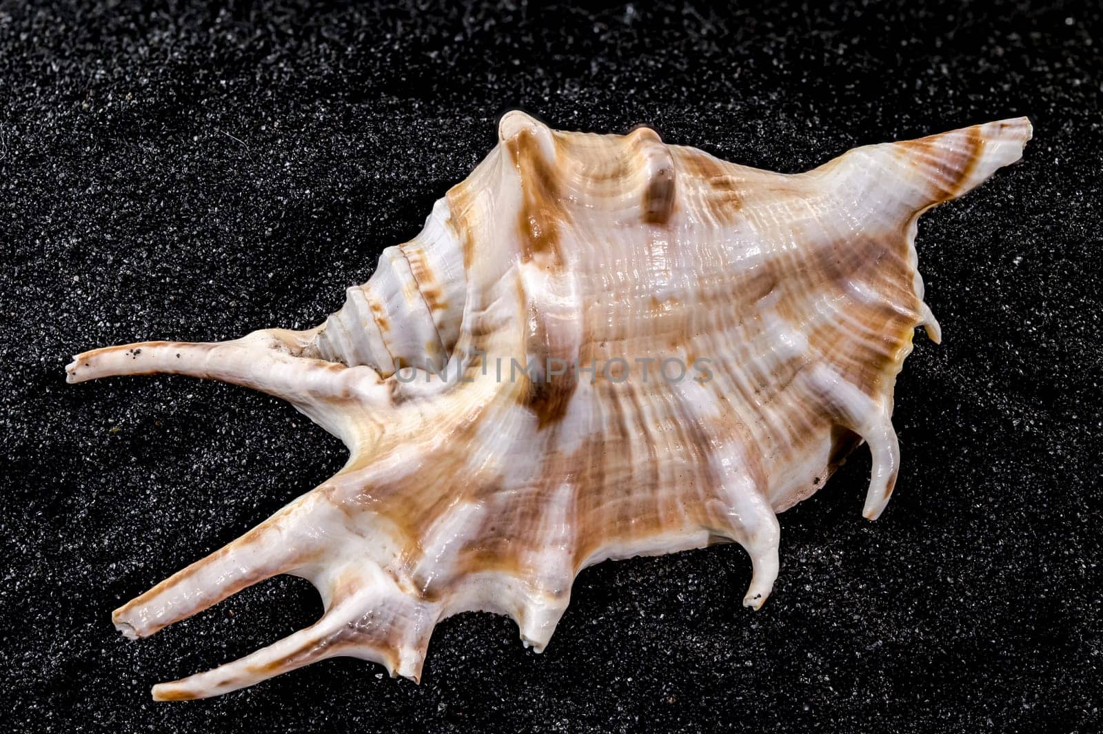 Close-up of Scorpion conch seashell on a black sand background