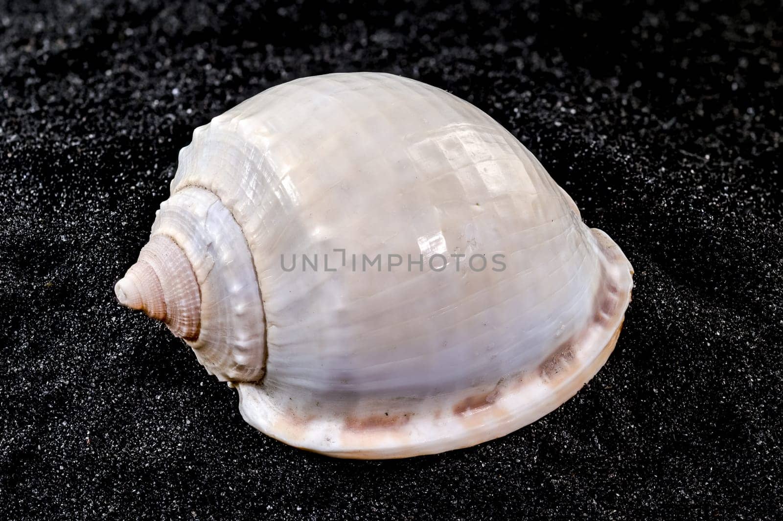 Close-up of Phalium glaucum sea shell on a black sand background