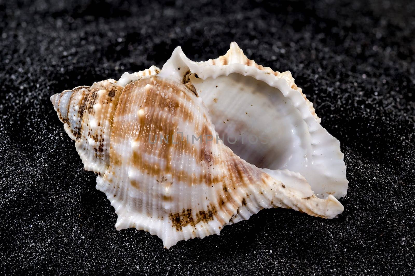 Close-up of Bursa Spinosa sea shell on a black sand background