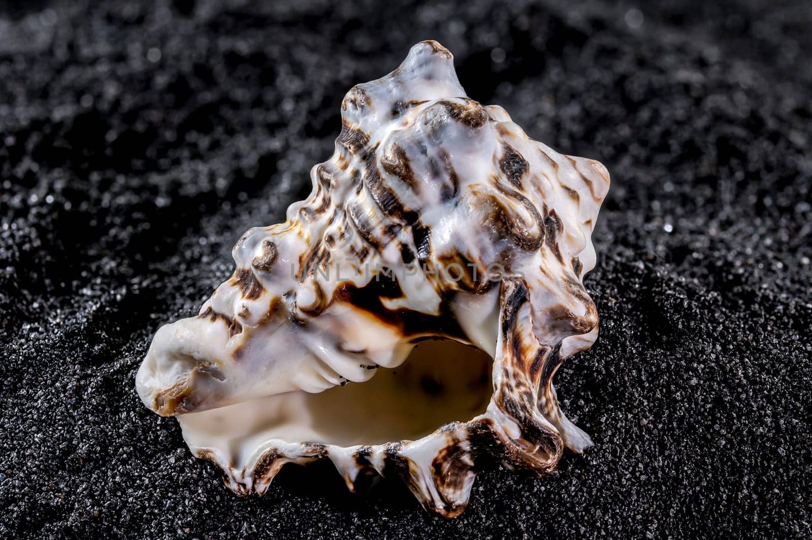 Close-up of Vasum turbinellus sea shell on a black sand background