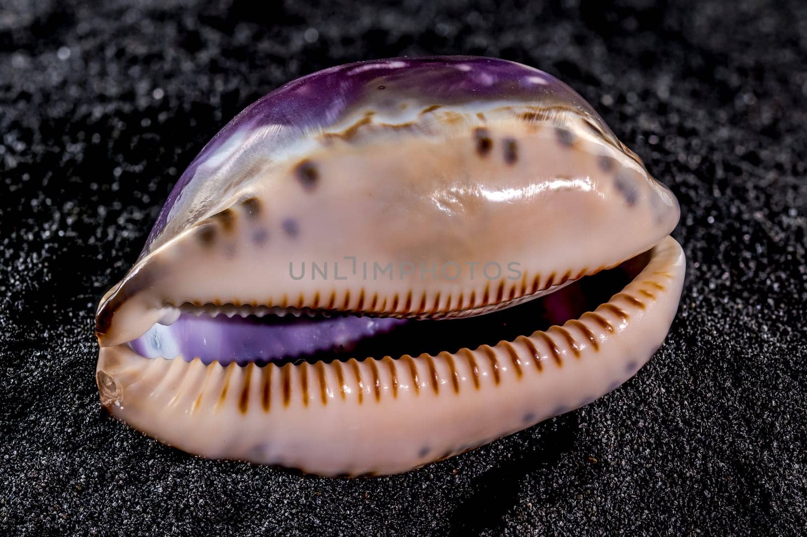 Close-up of Cypraea caputserpentis sea shell on a black sand background