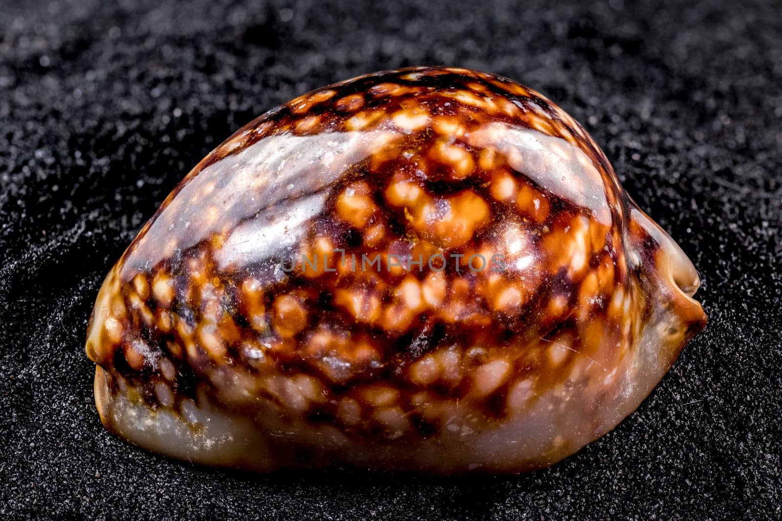 Cypraea caputserpentis Seashell on a black sand background by Multipedia