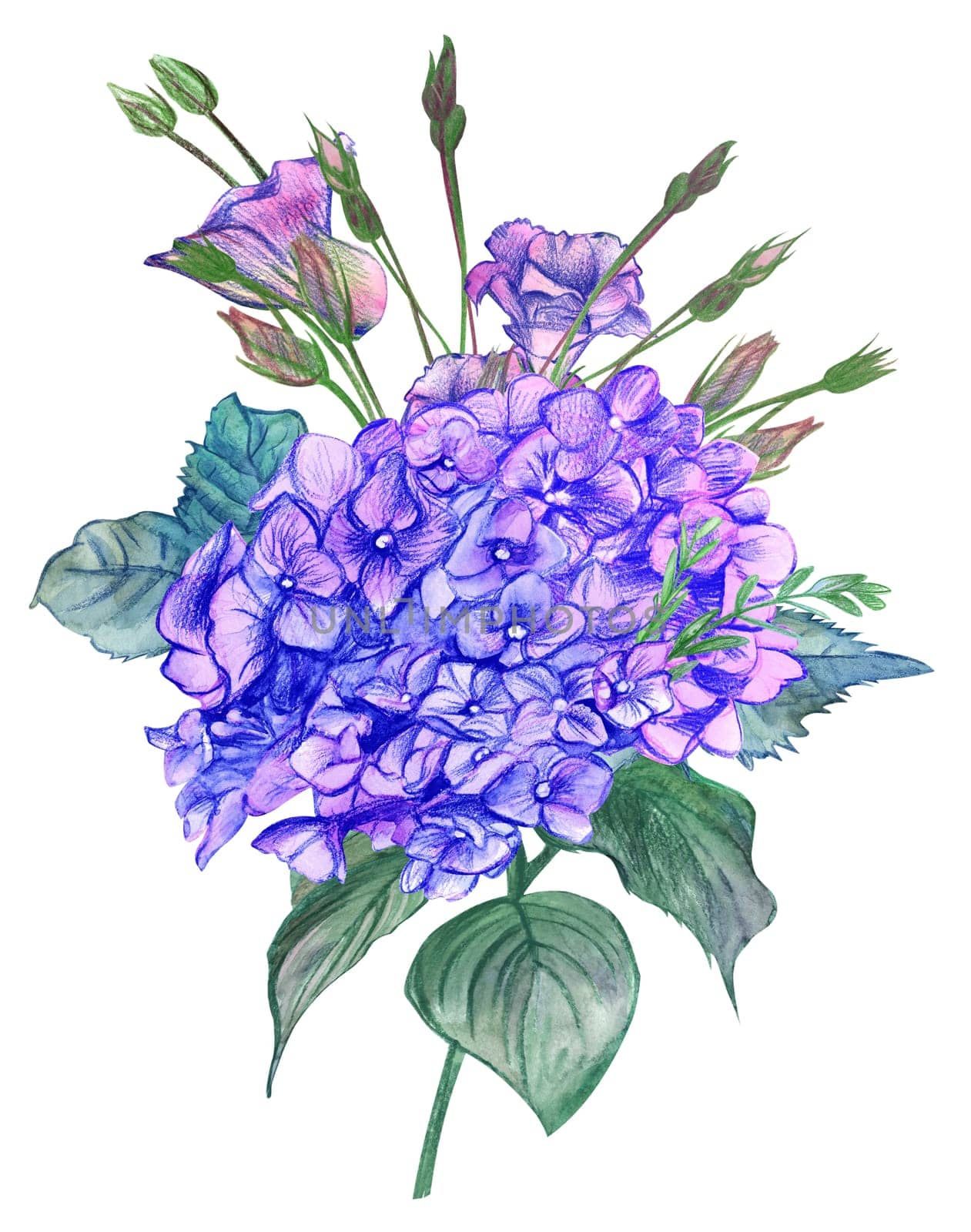 bouquet of blue Hydrangea flower drawn in watercolor and pencil isolated on white background for postcards and girlish design and prints on clothes