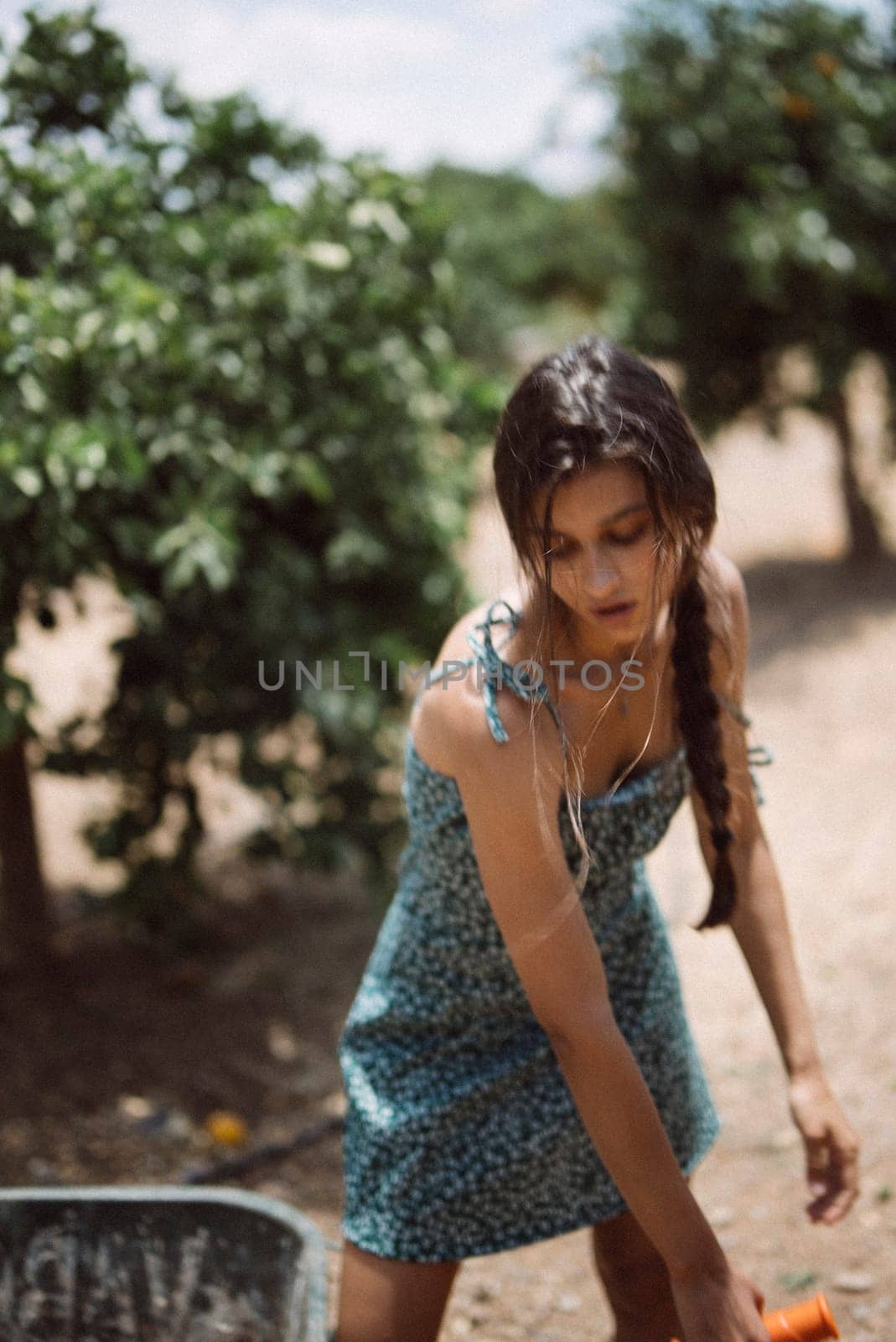 A woman with a braid and wearing a blue dress is working diligently in an orchard under the bright sun