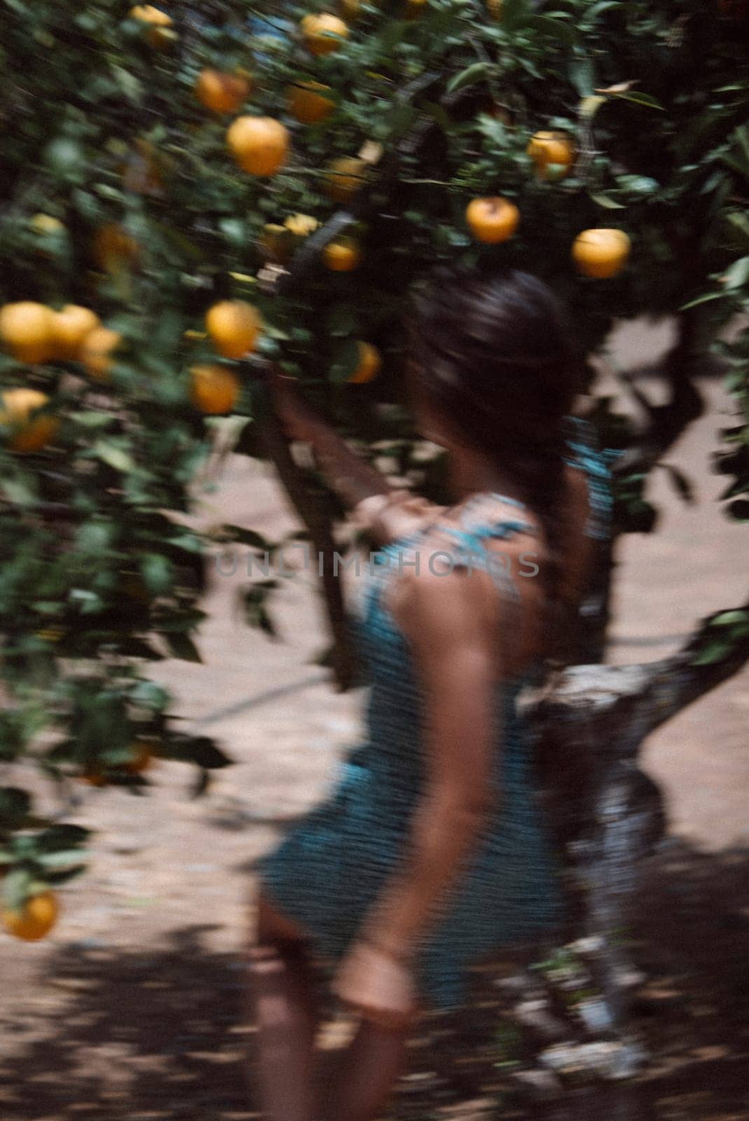 A woman collecting ripe yellow citrus fruits from trees in a sunny orchard, showing the beauty of farm life