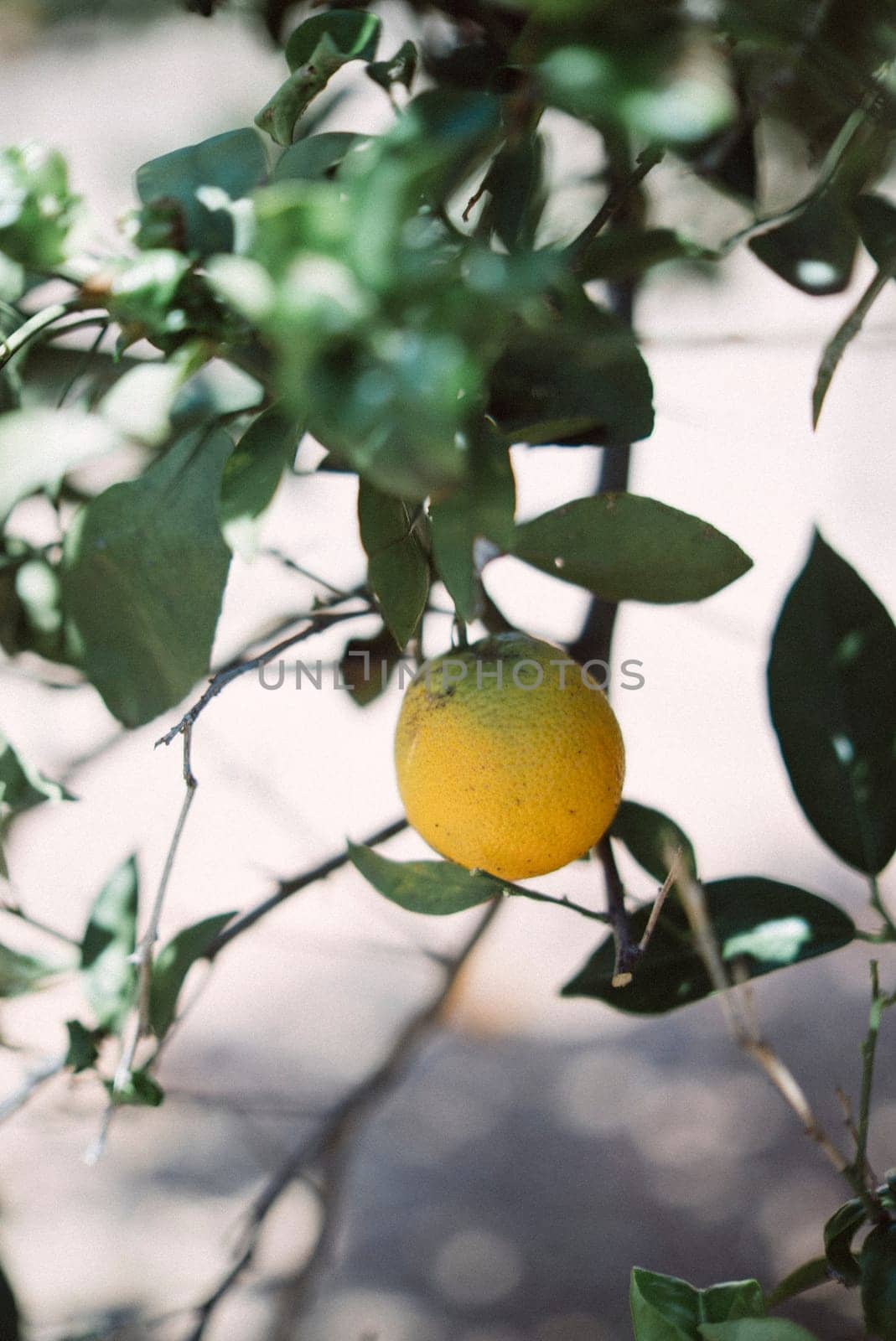 A closeup view of a ripe orange on a tree branch, surrounded by green leaves under sunlight in an agricultural setting