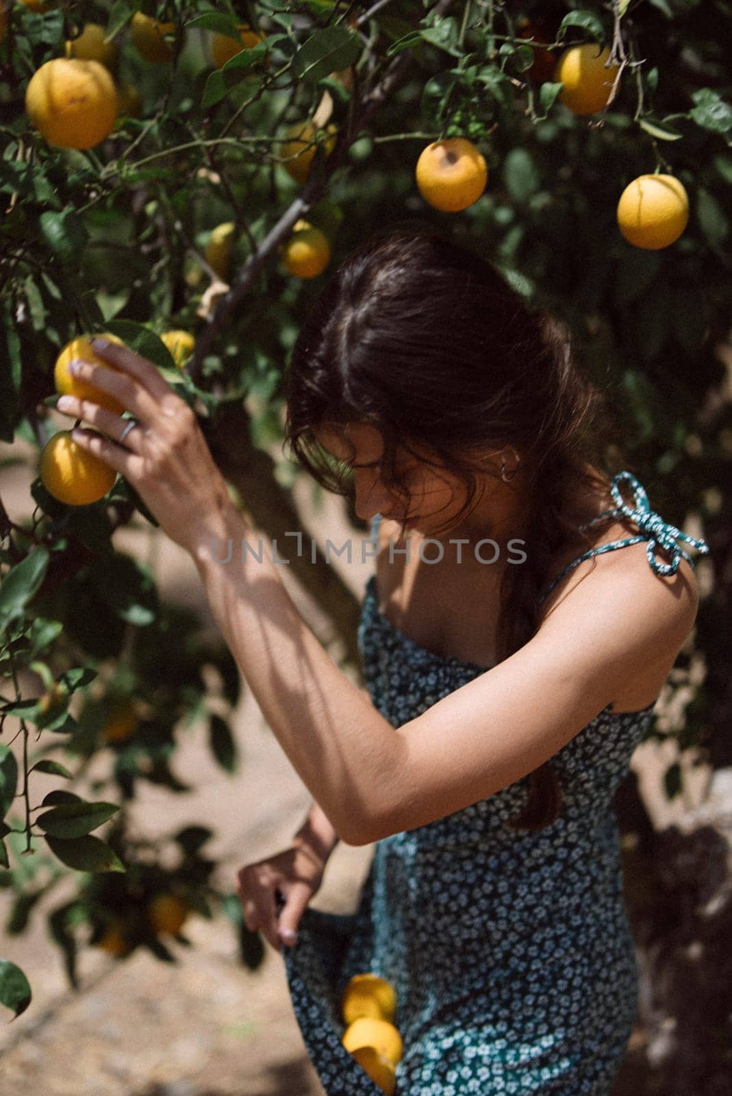 A young woman in blue dress picking fruits from a tree in orchard on sunny day, enjoying rural setting and harvest