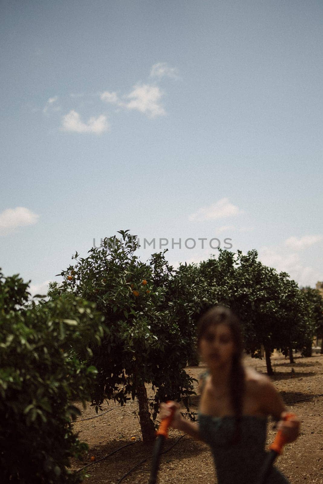 A young woman is harvesting oranges in a sunny orchard, illustrating the connection between agriculture and nature
