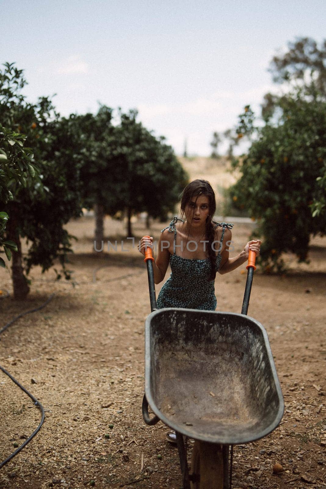 A sunny orchard scene showing a woman pushing a wheelbarrow in a peaceful countryside setting surrounded by trees