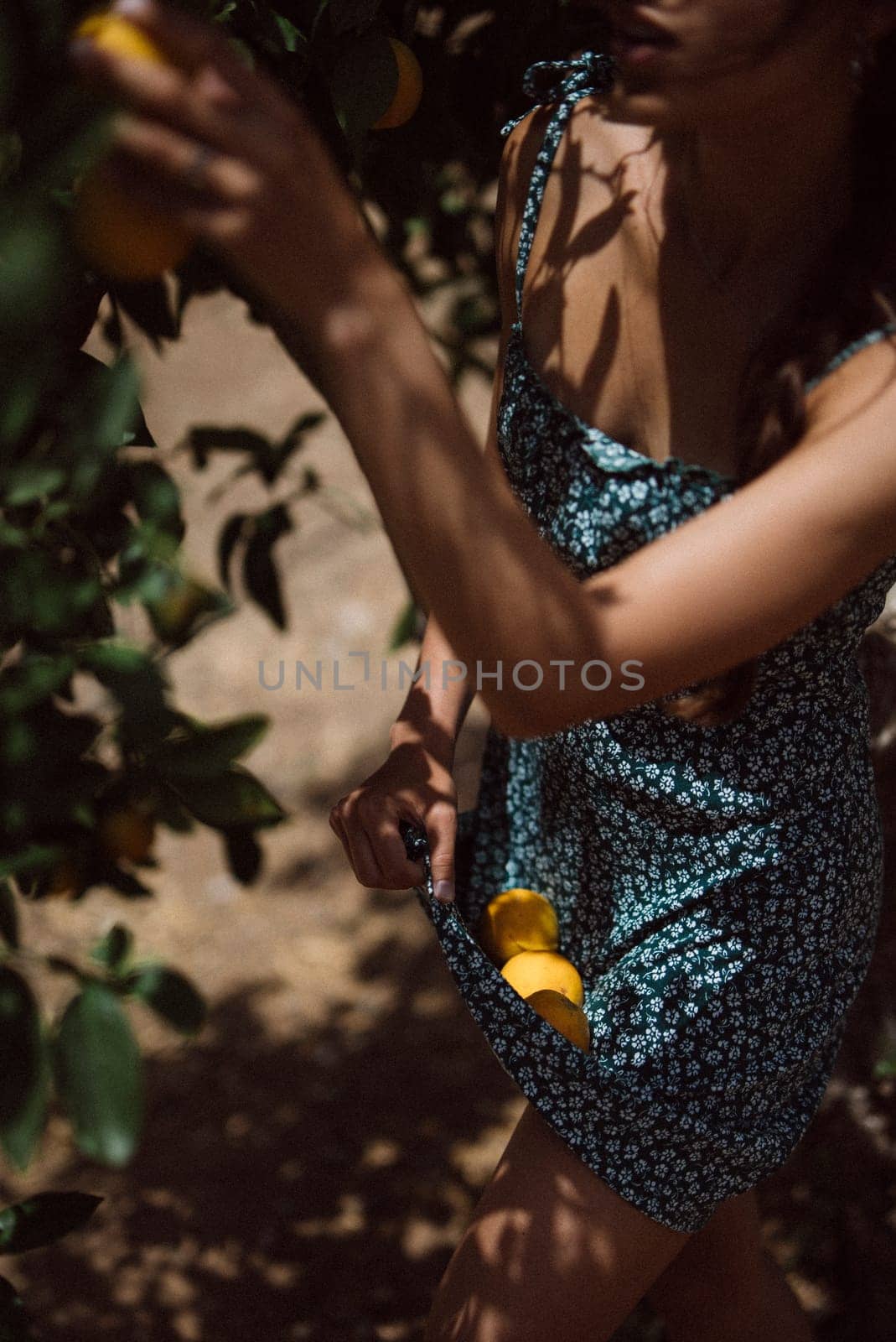 Young woman in a floral dress picking citrus fruits in a sunny orchard, collecting them in her dress.