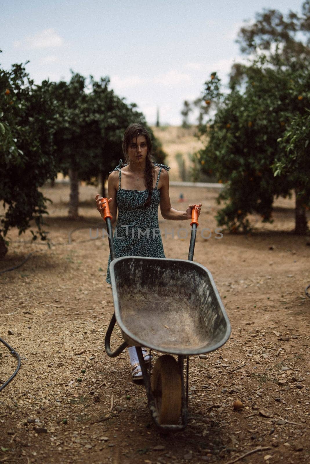 In a sunny orchard, a young woman is positioned with a wheelbarrow amongst trees, embodying an agricultural setting