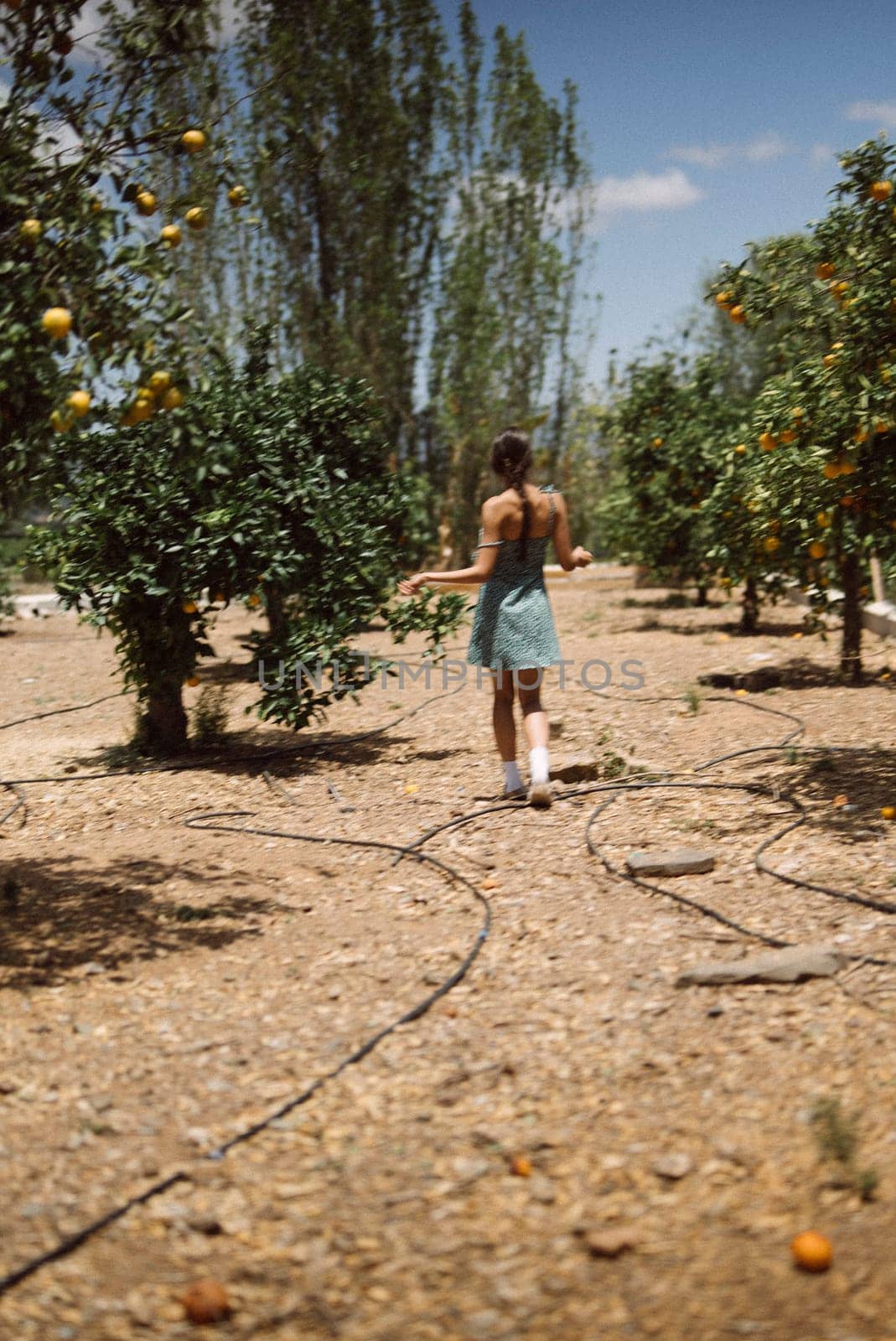 A woman strolls in a tranquil orchard surrounded by orange trees and peaceful ambiance of the countryside