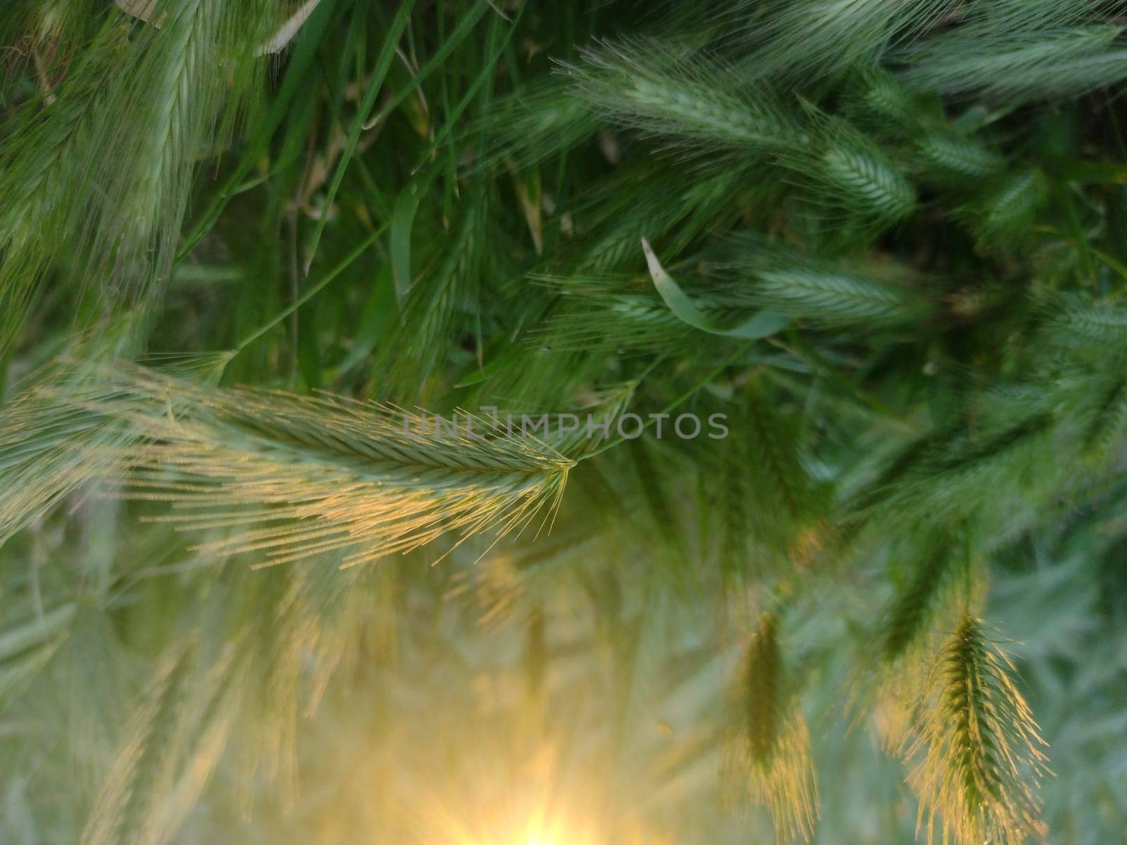 Green background fresh green wheat. Agriculture scene.