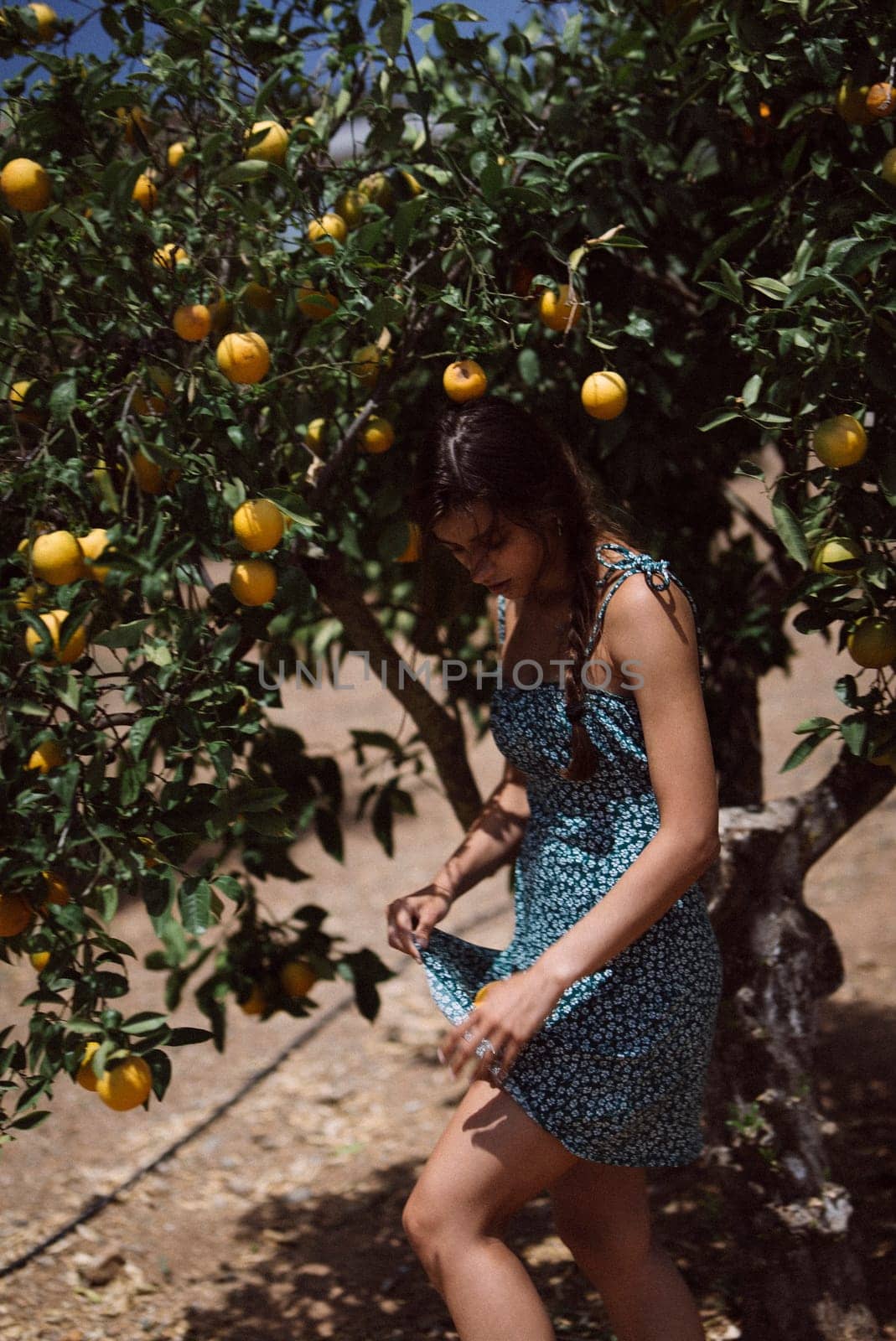 A woman in a blue dress picking lemons from a tree in an orchard on a sunny day, showcasing natural beauty.